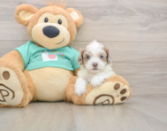 6 week old Shih Poo Puppy For Sale - Seaside Pups