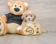 7 week old Shih Poo Puppy For Sale - Seaside Pups