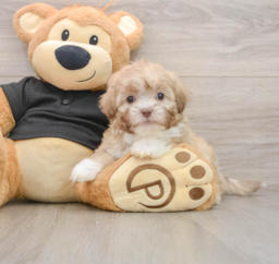 8 week old Shih Poo Puppy For Sale - Seaside Pups