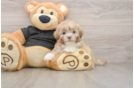 Small Shih Poo Baby