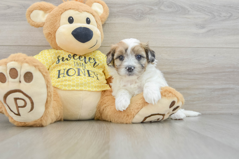 Popular Shih Poo Poodle Mix Pup