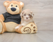8 week old Shih Poo Puppy For Sale - Seaside Pups