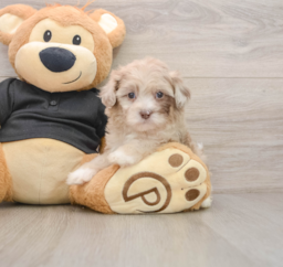 8 week old Shih Poo Puppy For Sale - Seaside Pups
