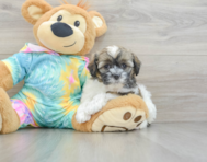 8 week old Shih Poo Puppy For Sale - Seaside Pups