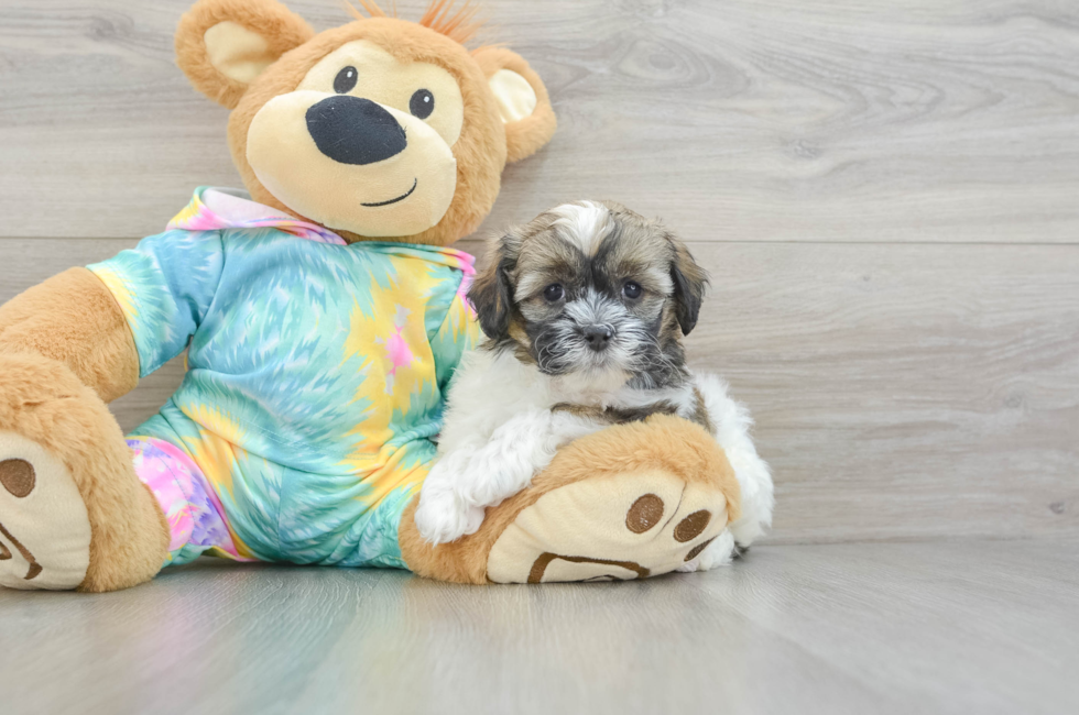 6 week old Shih Poo Puppy For Sale - Seaside Pups