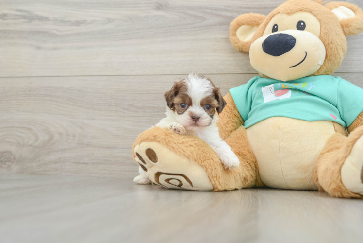 Small Shih Poo Baby