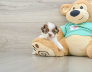 8 week old Shih Poo Puppy For Sale - Seaside Pups