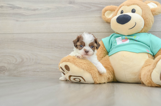 Small Shih Poo Baby