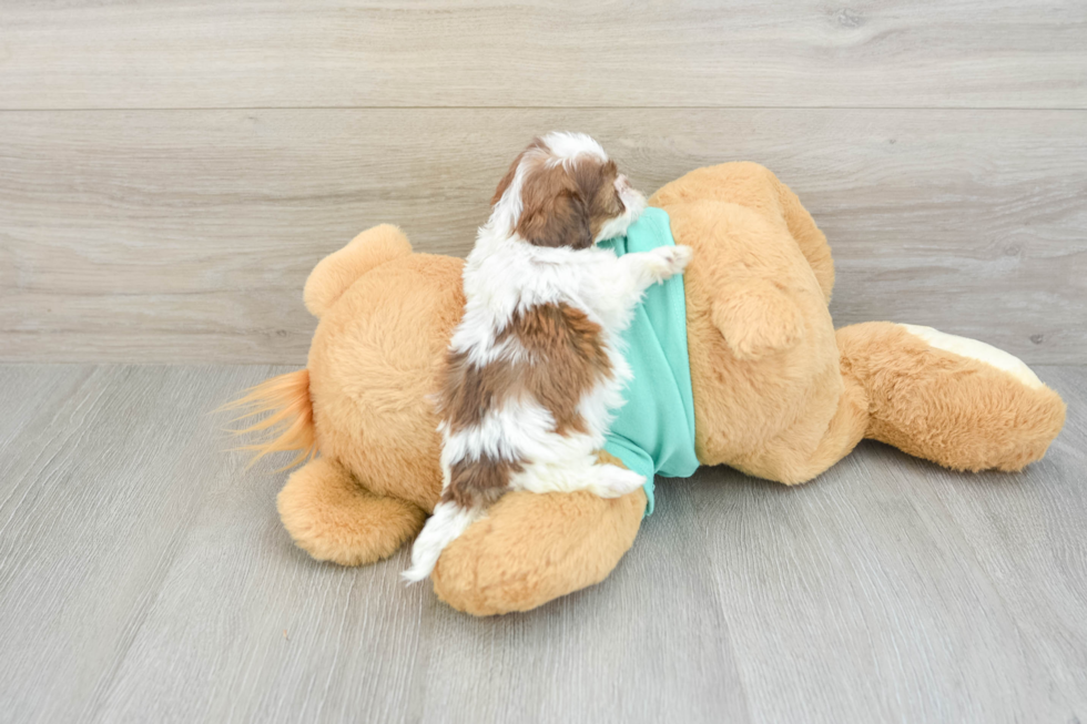 Shih Poo Puppy for Adoption