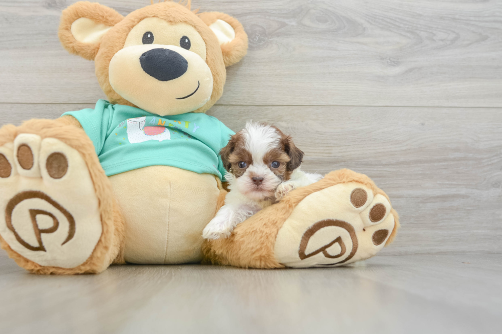 Shih Poo Pup Being Cute