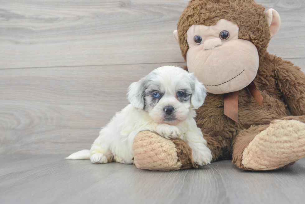 Shih Poo Pup Being Cute