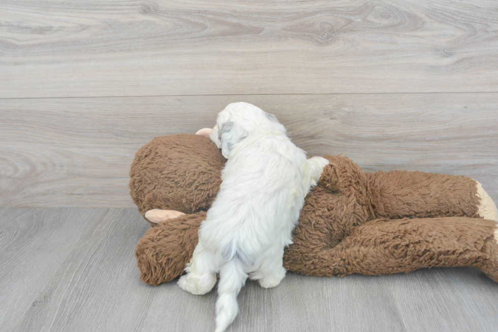 Playful Shihpoo Poodle Mix Puppy