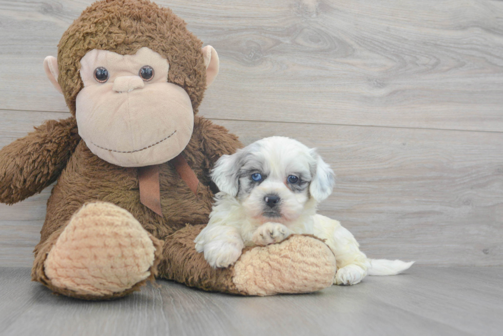 Fluffy Shih Poo Poodle Mix Pup