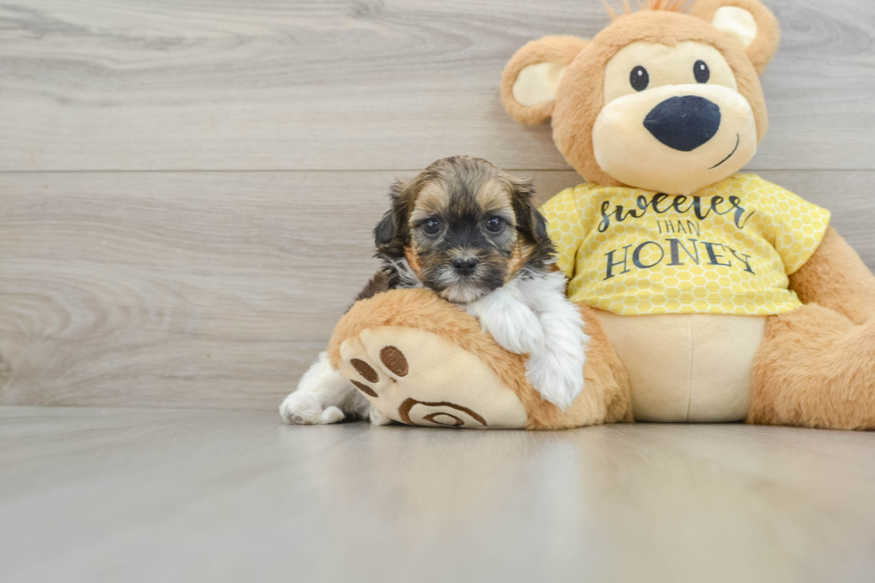 Smart Shih Poo Poodle Mix Pup