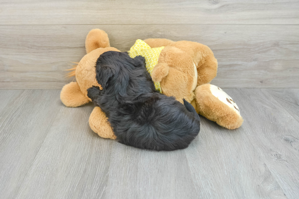 Shih Poo Pup Being Cute