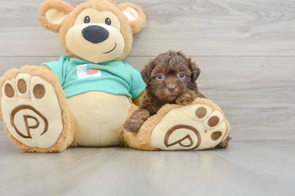 5 week old Shih Poo Puppy For Sale - Seaside Pups