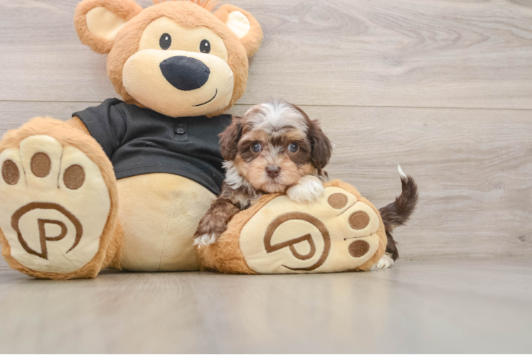 Best Shih Poo Baby