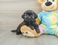 5 week old Shih Poo Puppy For Sale - Seaside Pups