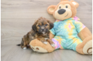 Fluffy Shih Poo Poodle Mix Pup