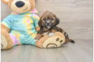 Cute Shih Poo Baby