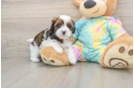 Best Shih Poo Baby