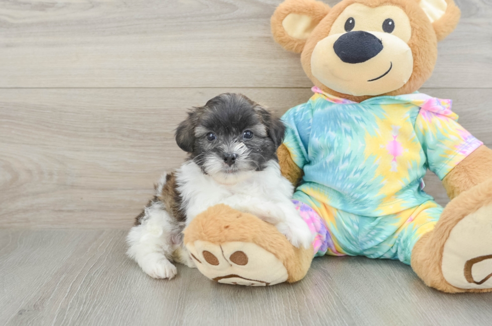 6 week old Shih Poo Puppy For Sale - Seaside Pups