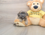 7 week old Shih Poo Puppy For Sale - Seaside Pups