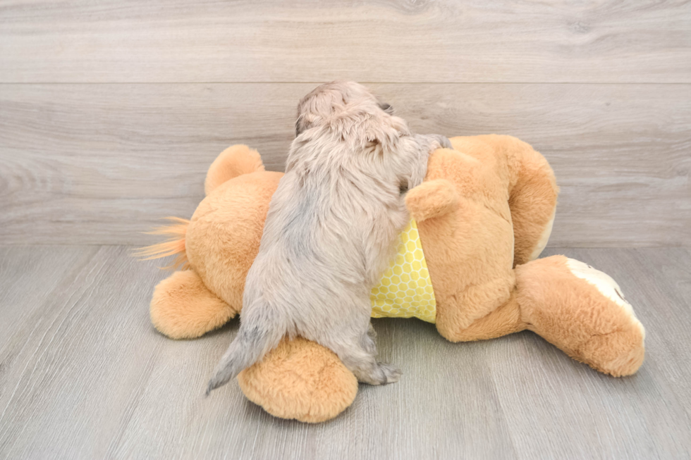 Petite Shih Poo Poodle Mix Pup