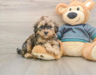 8 week old Shih Poo Puppy For Sale - Seaside Pups