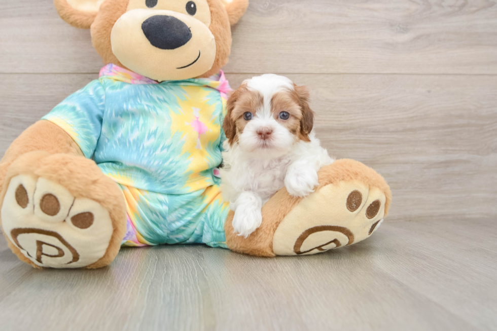 Funny Shih Poo Poodle Mix Pup