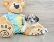 6 week old Shih Poo Puppy For Sale - Seaside Pups