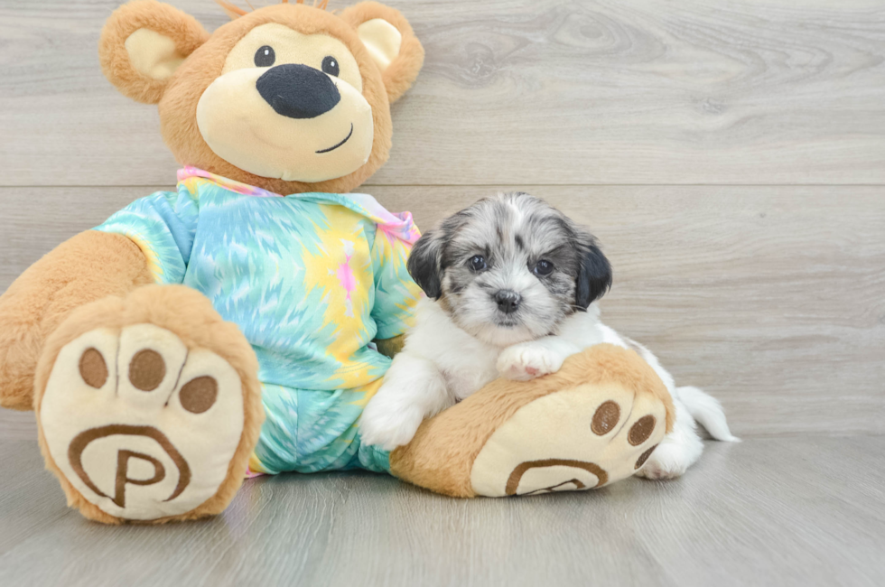 6 week old Shih Poo Puppy For Sale - Seaside Pups