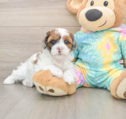 7 week old Shih Poo Puppy For Sale - Seaside Pups