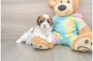 Shih Poo Pup Being Cute