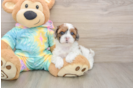 Shih Poo Puppy for Adoption