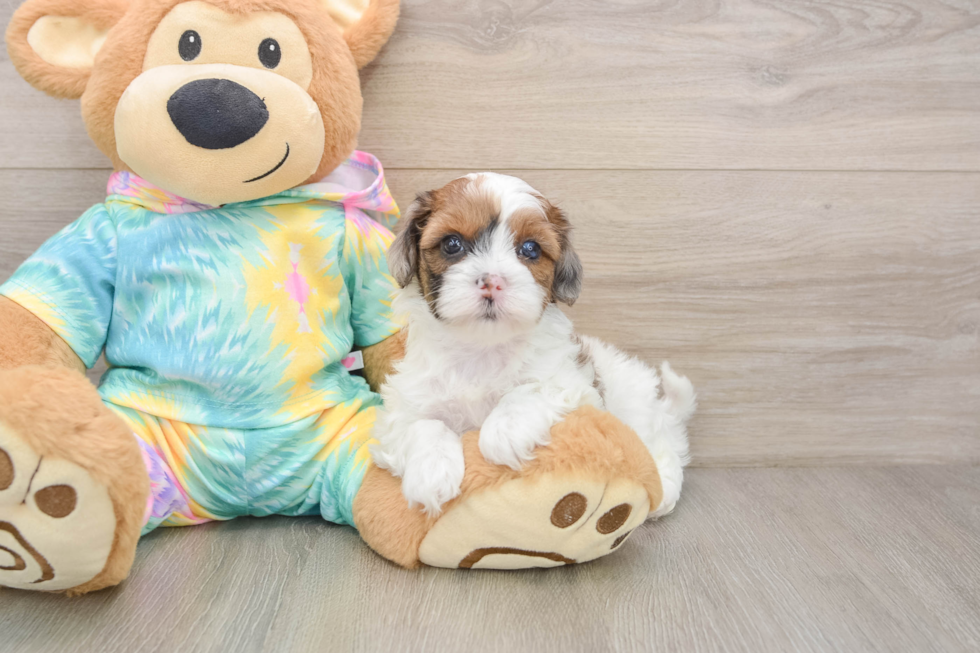 Shih Poo Puppy for Adoption