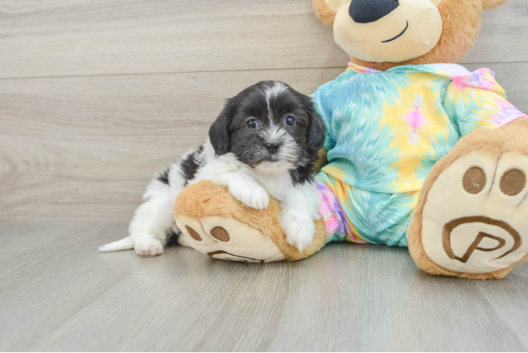 Cute Shih Poo Baby
