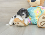 6 week old Shih Poo Puppy For Sale - Seaside Pups