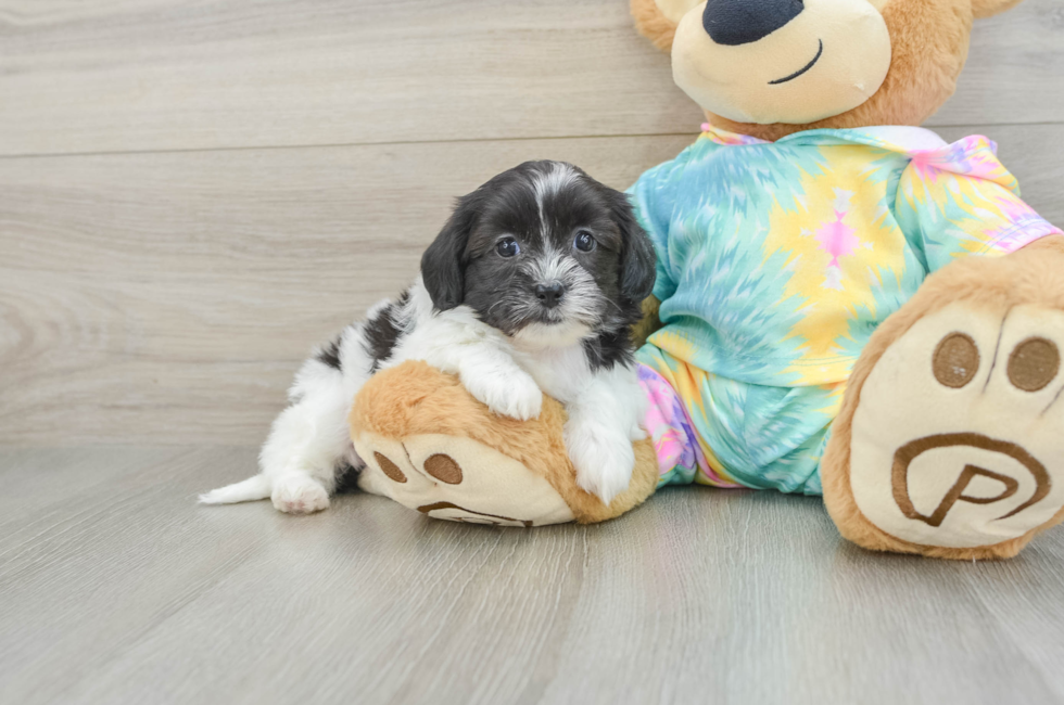 6 week old Shih Poo Puppy For Sale - Seaside Pups