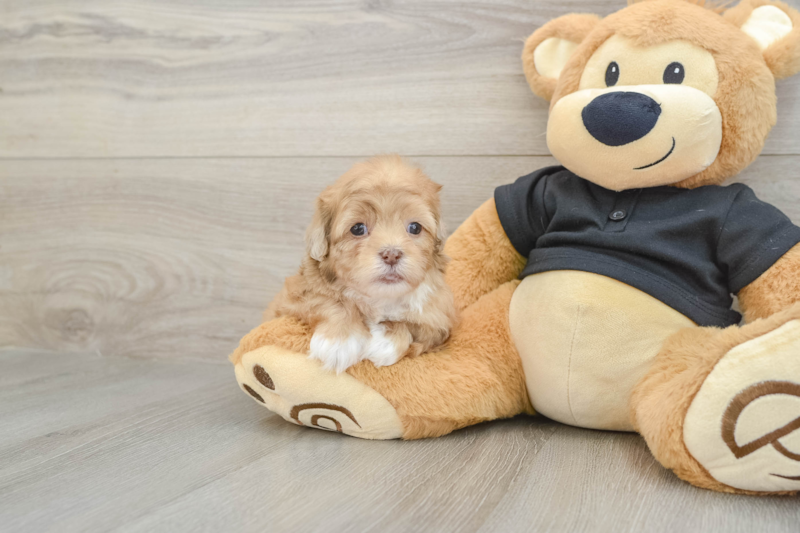 Meet Galaxy - our Shih Poo Puppy Photo 1/3 - Seaside Pups