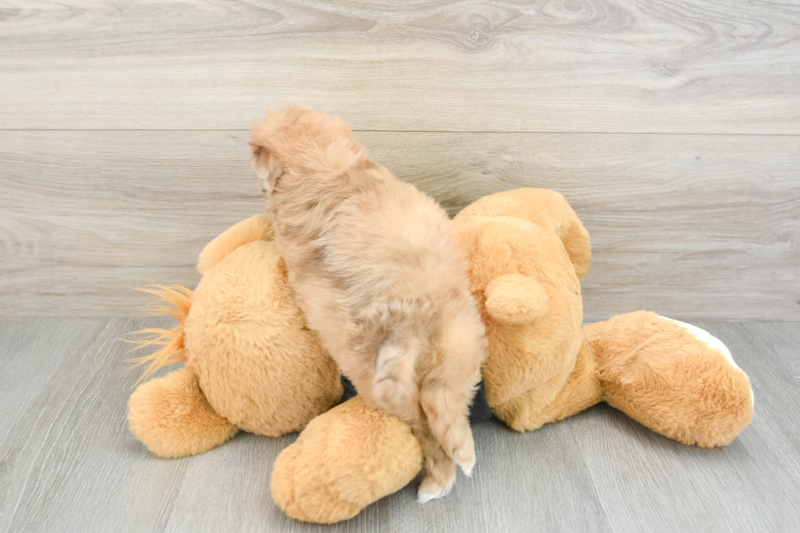 Meet Galaxy - our Shih Poo Puppy Photo 2/3 - Seaside Pups