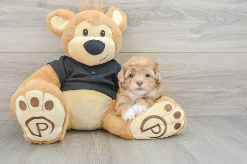 Meet Galaxy - our Shih Poo Puppy Photo 3/3 - Seaside Pups