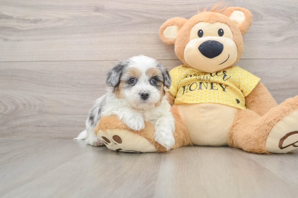 Fluffy Shih Poo Poodle Mix Pup