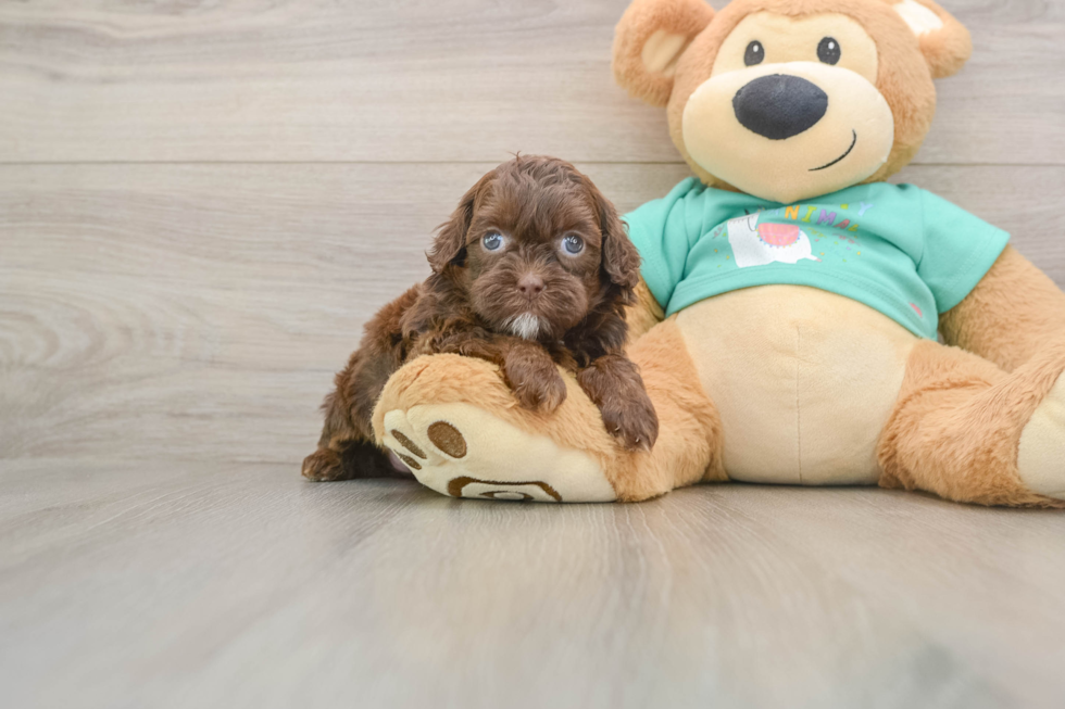 Petite Shih Poo Poodle Mix Pup