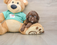 7 week old Shih Poo Puppy For Sale - Seaside Pups