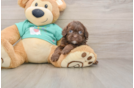 Best Shih Poo Baby