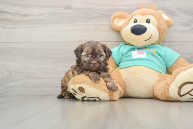 Adorable Shih Poo Poodle Mix Puppy