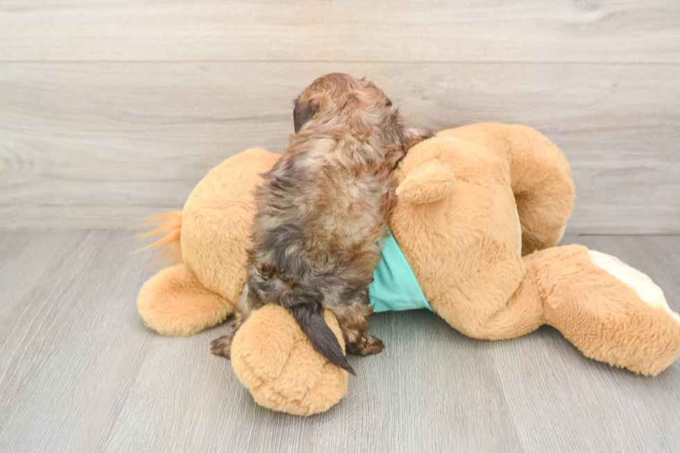 Shih Poo Puppy for Adoption