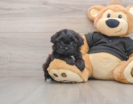 5 week old Shih Poo Puppy For Sale - Seaside Pups