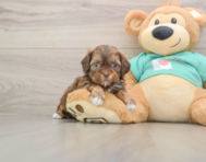 8 week old Shih Poo Puppy For Sale - Seaside Pups